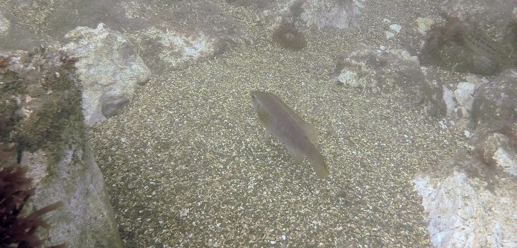 balan wrasse