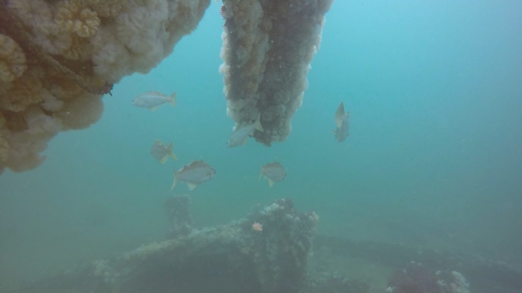 Pollock near the rudder of the Rosalie