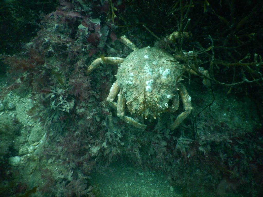 Spider Crab